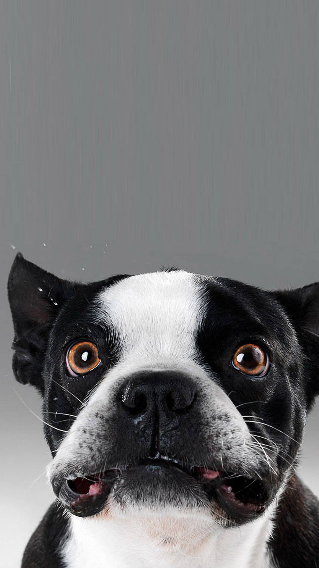 波士頓㹴犬幼犬搞笑表情 壁紙 — 黑白波士頓㹴的近距離特寫，有著寬大的棕色眼睛，向上望著純灰色背景。