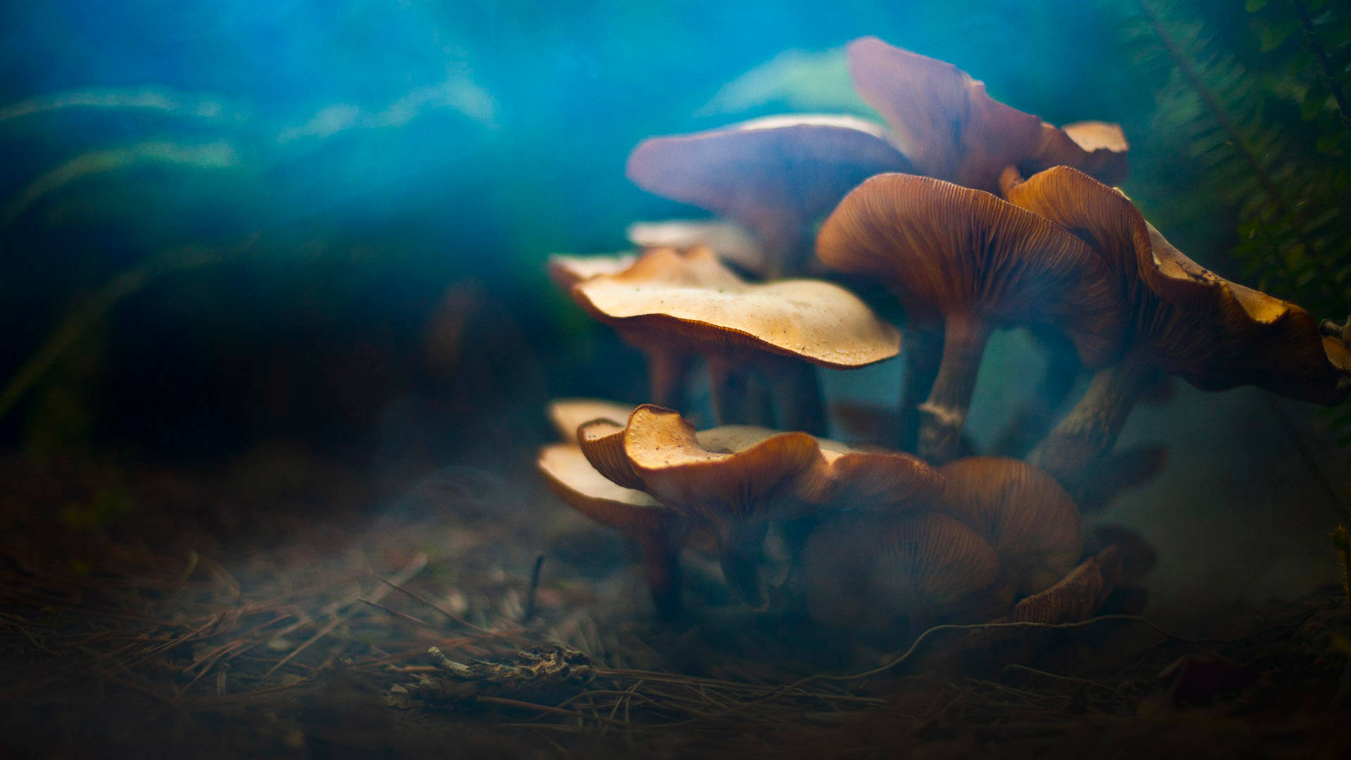波浪形可愛蘑菇群與藍色濾鏡 壁紙 — 發光的橙色蘑菇聚集在霧氣瀰漫的森林地面上，沐浴在從上方灑下的冷藍光中。