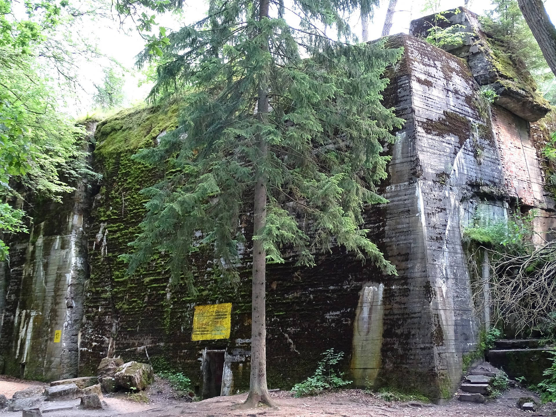 波蘭狼穴歷史遺跡 壁紙 — 一個長滿青苔的混凝土碉堡，隱藏在茂密的森林中，周圍是高聳的常綠樹木，斑駁的陽光透過樹冠灑落。