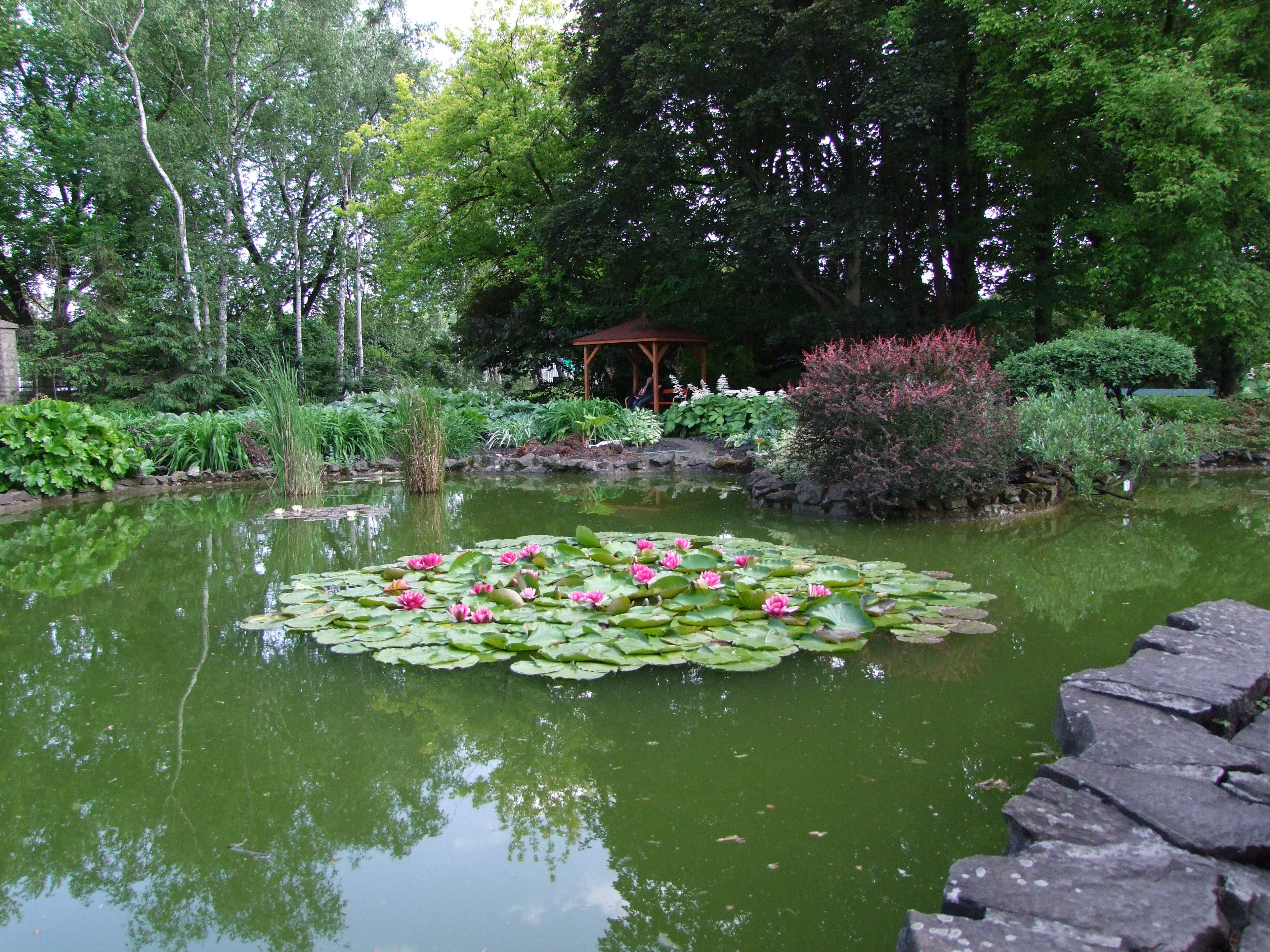 波蘭雅蓋隆大學花園壁紙 壁紙 — 一個寧靜的花園池塘，點綴著粉紅色的睡蓮，周圍環繞著茂密的綠色植物和一個木製涼亭。
