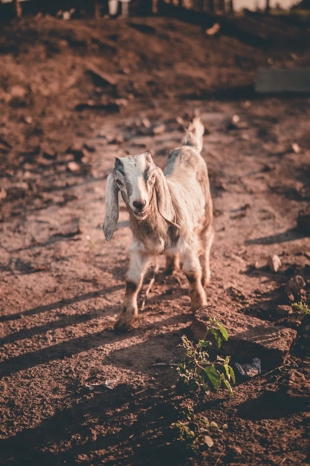 泥灘中的搞笑山羊圖 壁紙 — 一隻垂耳小山羊在陽光明媚的泥土小徑上，朝著鏡頭走來，小徑上散落著石頭和稀疏的綠色植物。