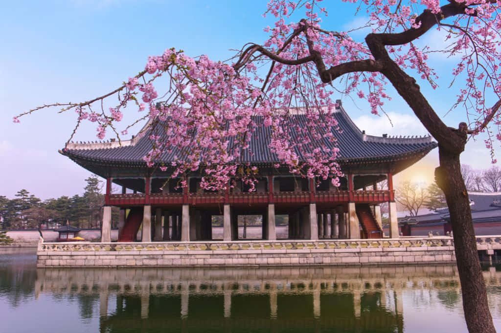 粉紅櫻花環繞著一座傳統韓國亭閣，倒映在藍天下的平靜水面上。