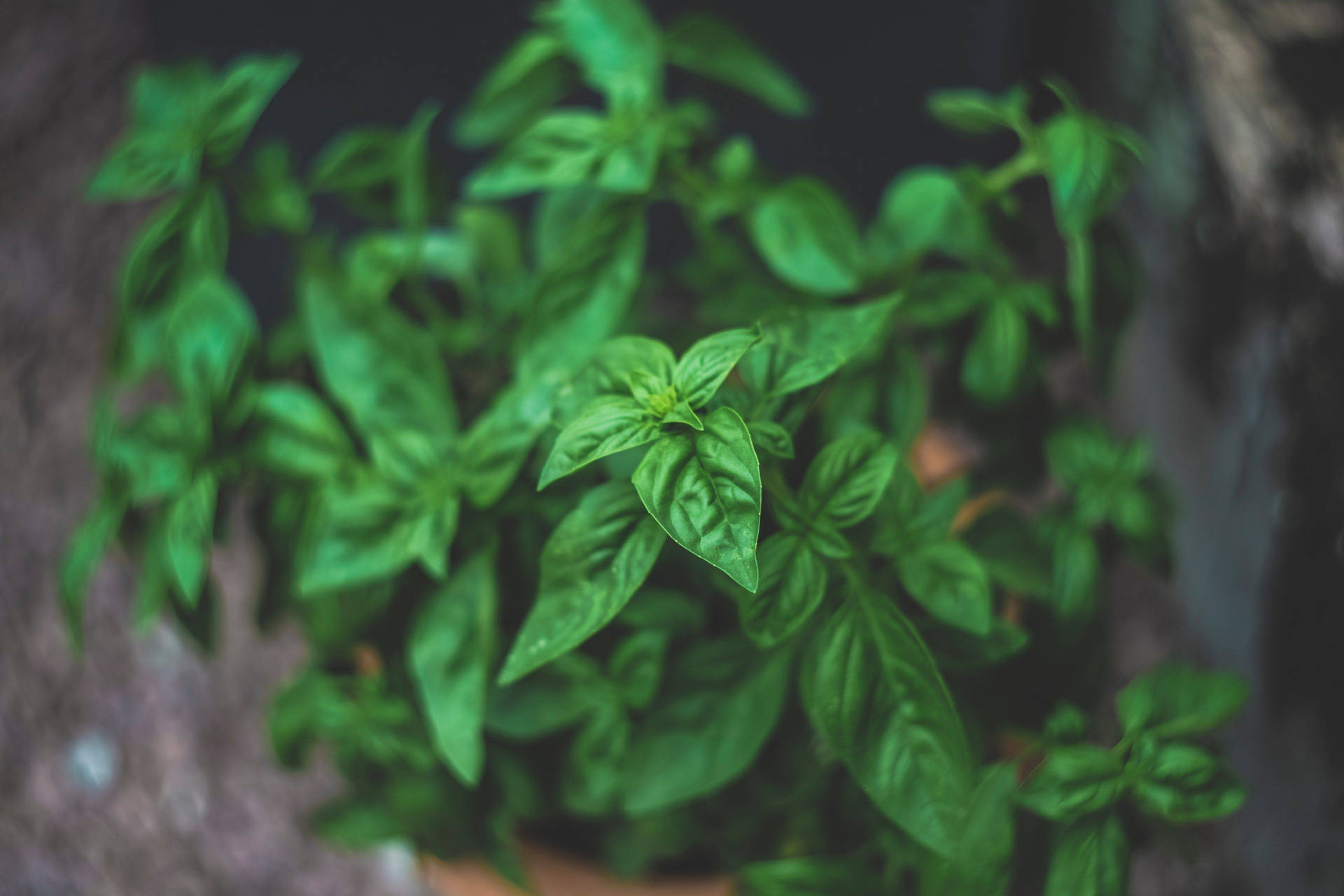 新鮮羅勒植物的特寫，背景模糊