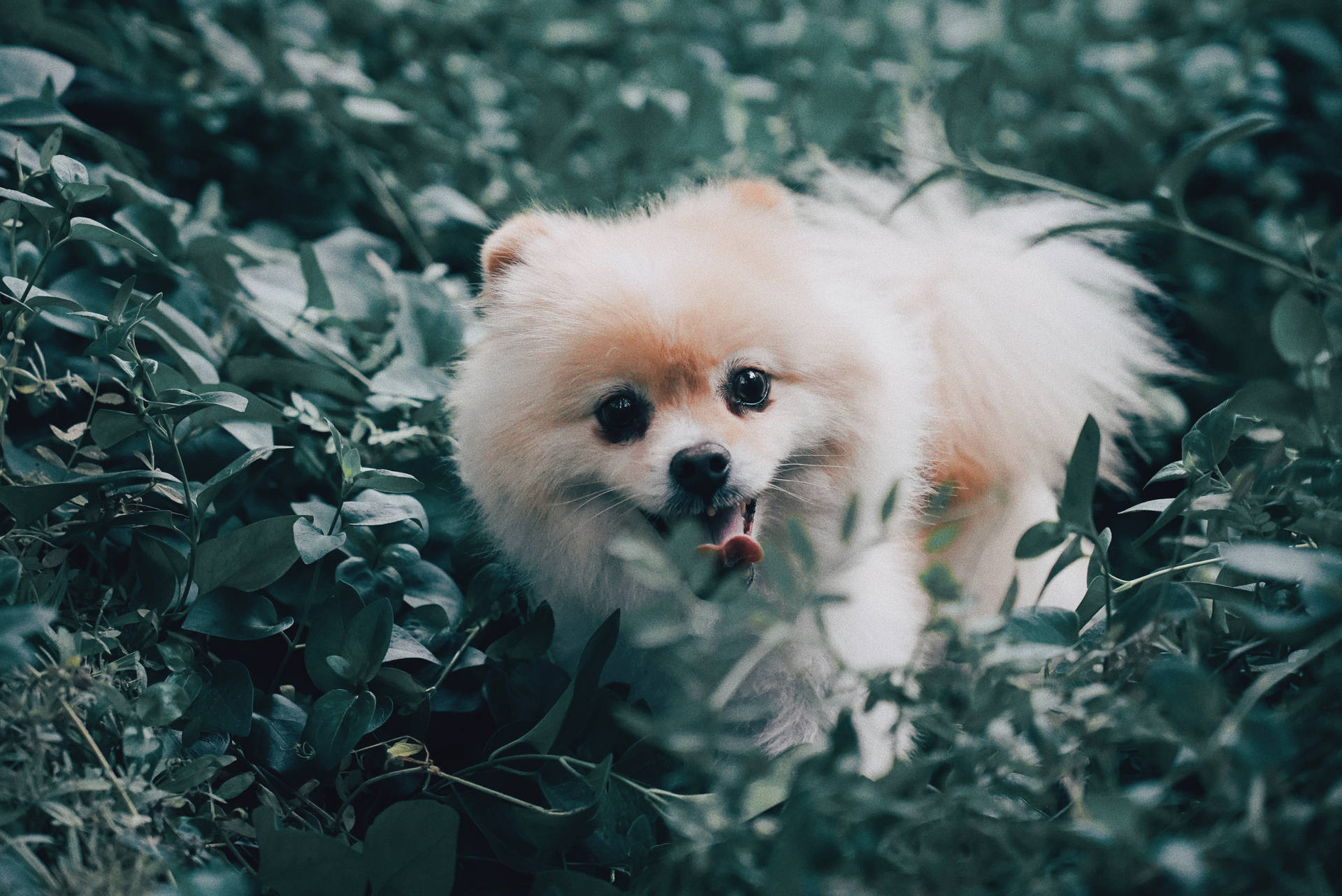 毛茸茸的奶油色博美犬透過綠葉窺視，嘴裡叼著紅色玩具。