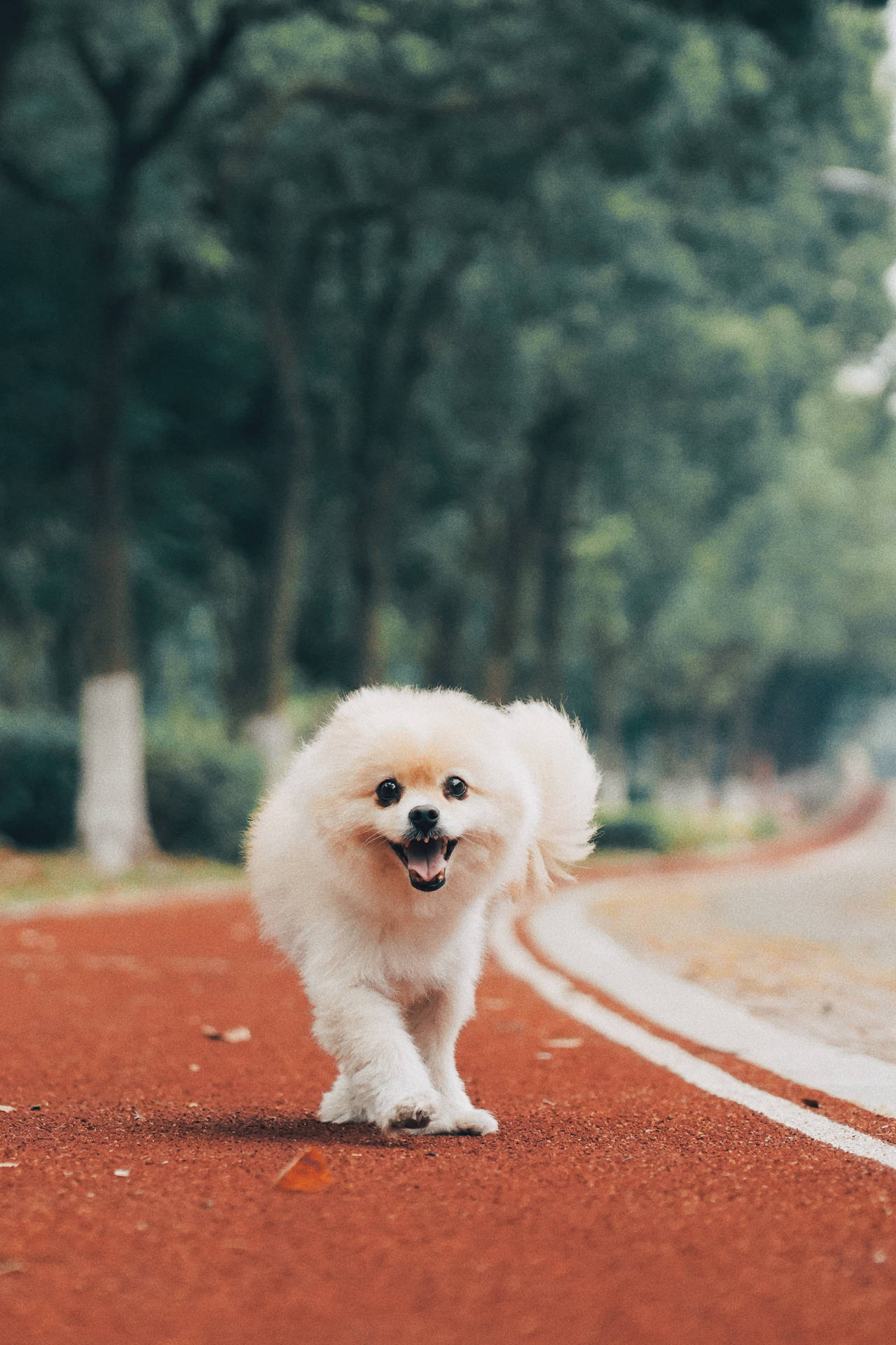 毛茸茸的白色博美犬在公園紅色小徑上奔跑