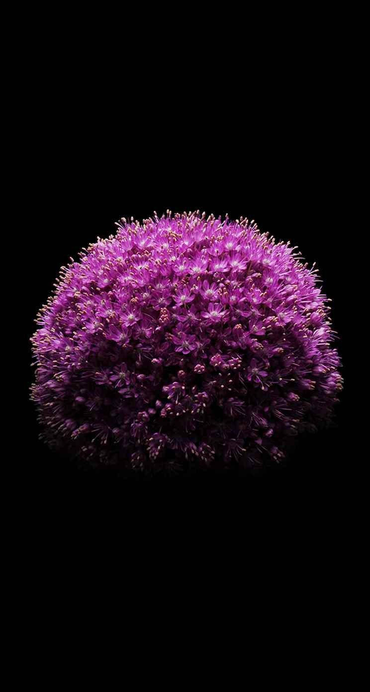 洋紫蘇花 iPhone SE 壁紙 — 一個球狀的紫色蔥花在純黑背景下鮮明綻放。