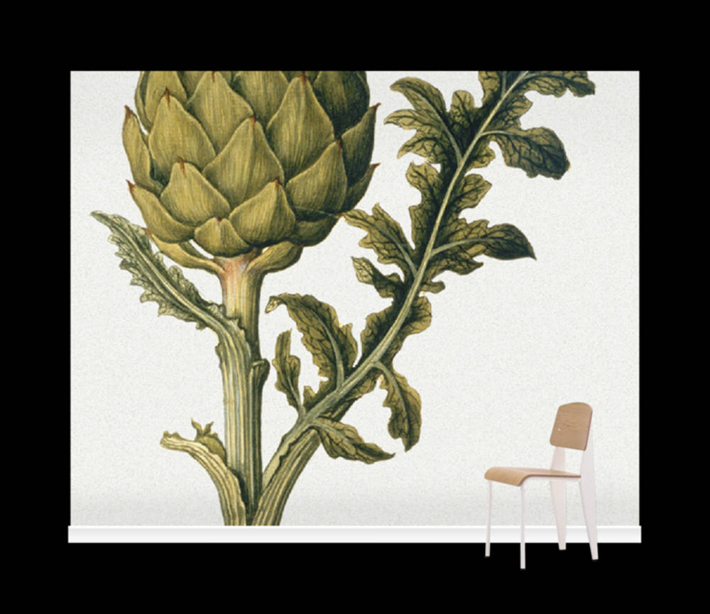 一幅朝鮮薊的植物插圖，旁邊有一張現代椅子。