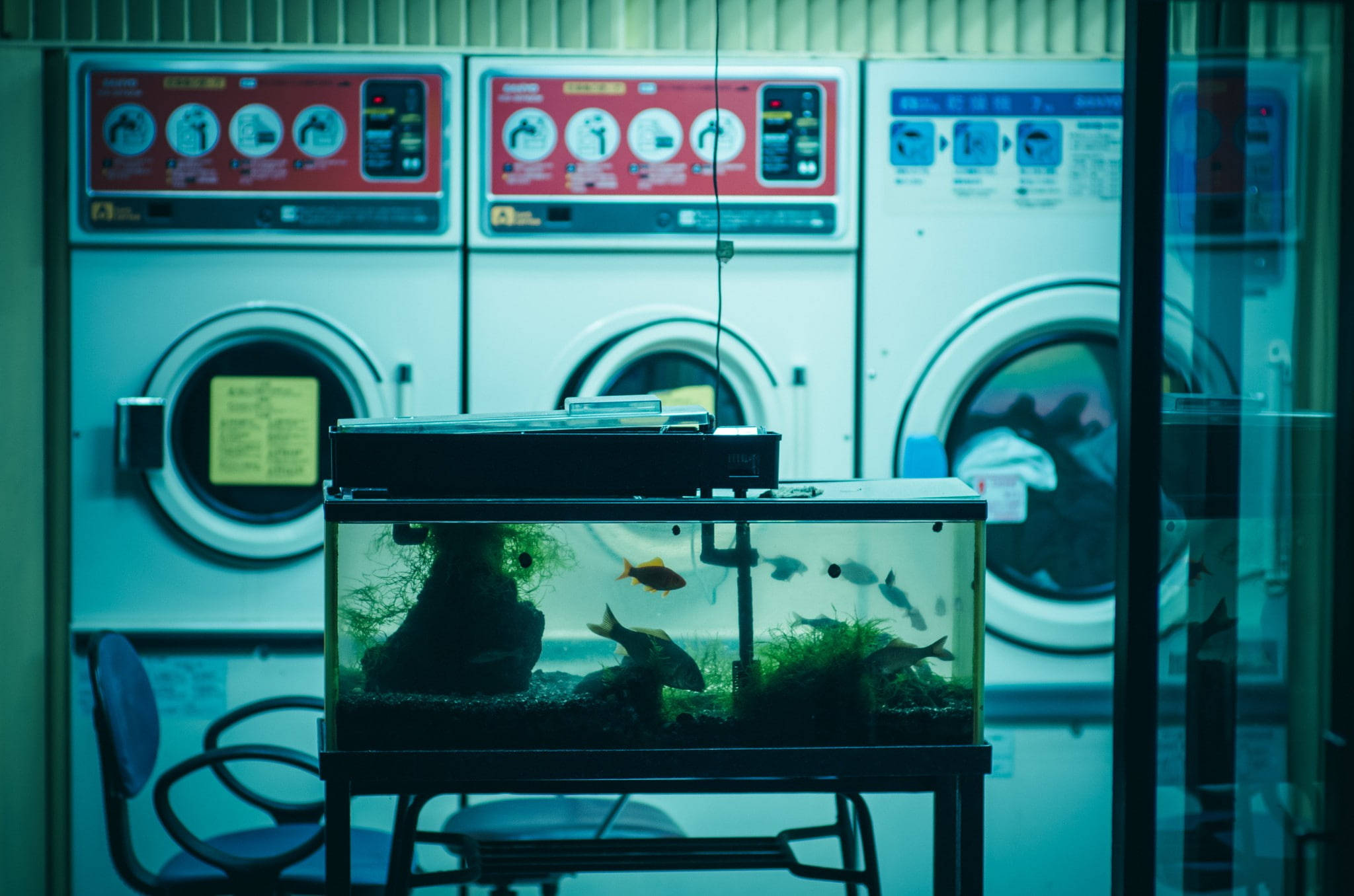 洗衣店內的水族箱 壁紙 — 一個裝有色彩繽紛魚類的魚缸，在冷藍色燈光下放置於工業洗衣機前。