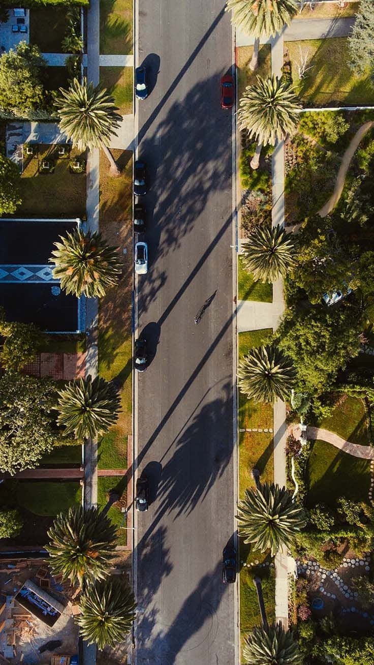 在明亮陽光下，一條有棕櫚樹和汽車的住宅街道的鳥瞰圖。