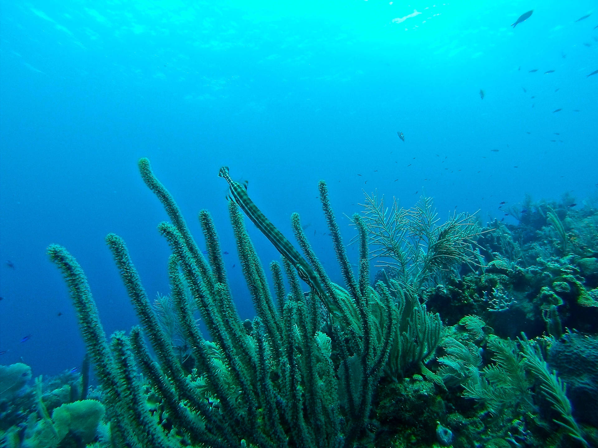 在清澈的藍色海水中，條紋管魚穿梭於海扇和珊瑚之間。
