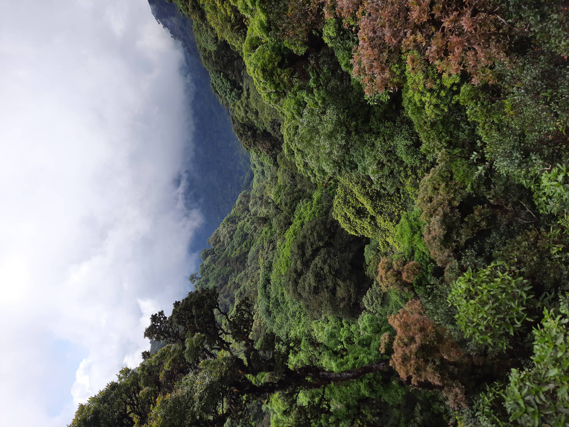 陡峭山上的茂密綠色森林，伴有薄霧和雲朵