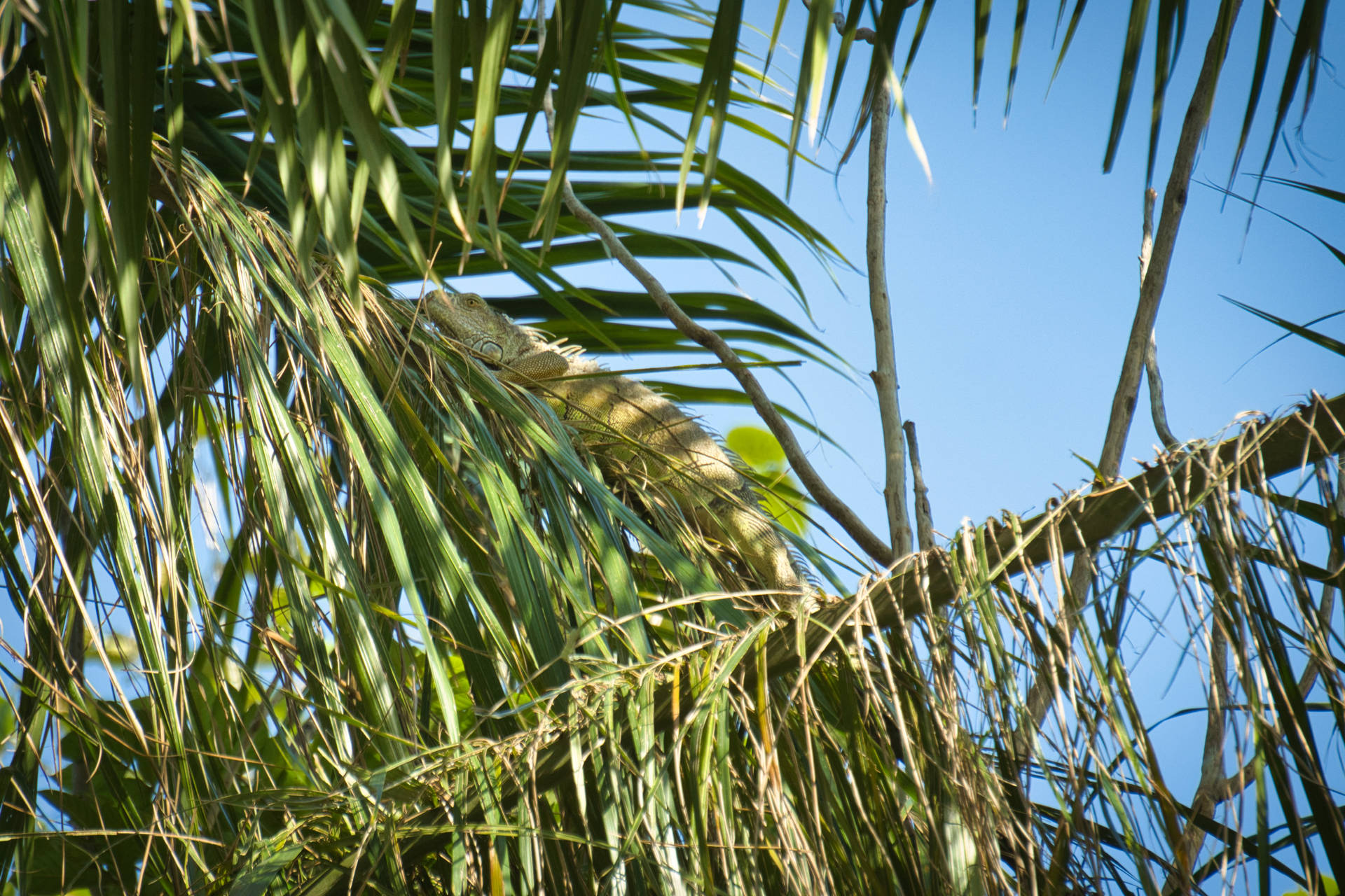 綠色鬣蜥在明亮的陽光下在棕櫚樹枝上休息。