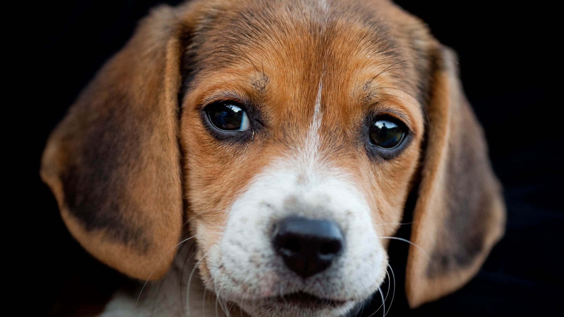 比格犬幼犬的大特寫肖像，擁有黑色大眼睛和垂耳。