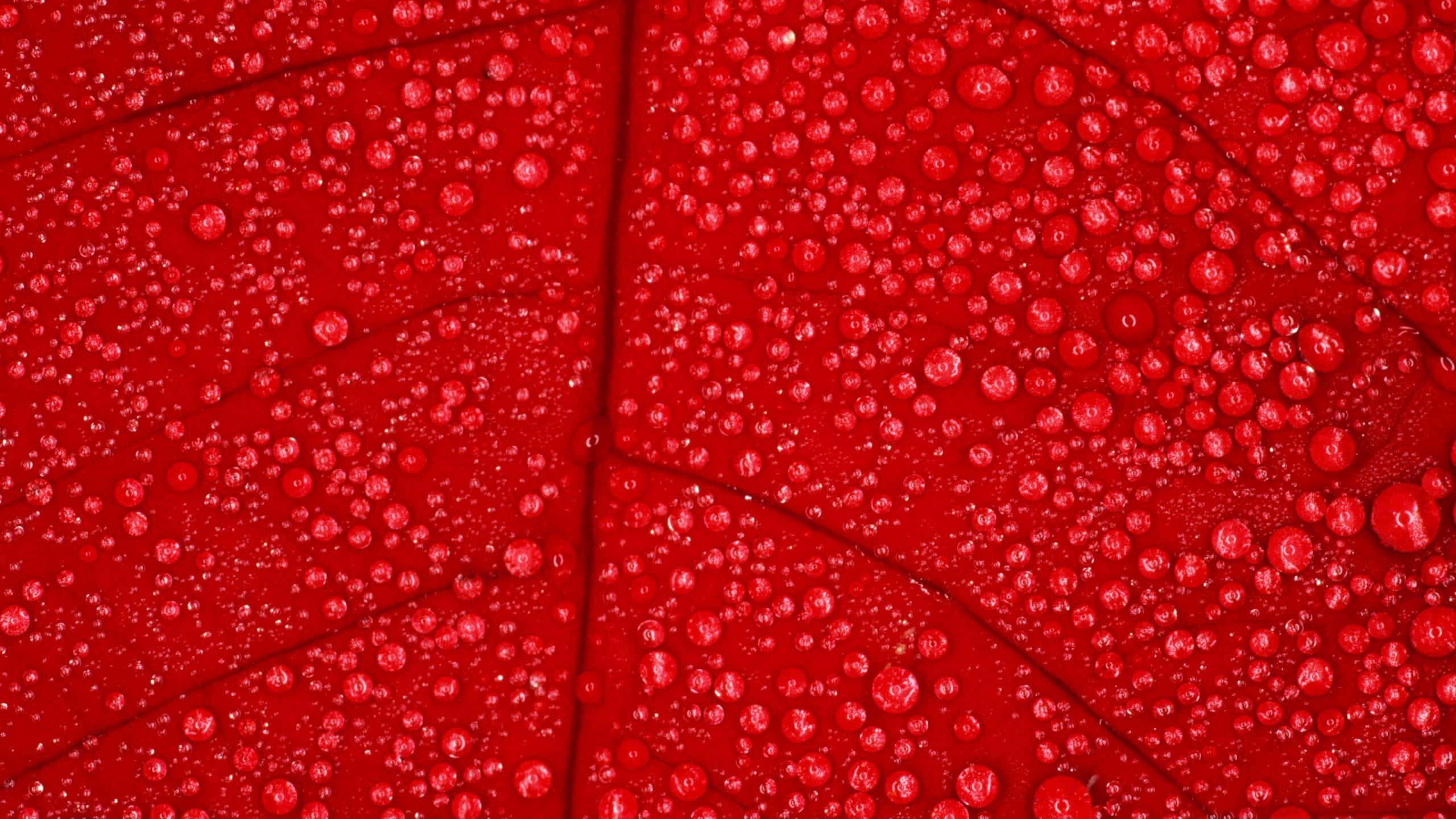 活力四射的紅色紋理 壁紙 — 鮮紅色葉面嘅特寫，上面佈滿閃爍嘅水珠，反射住光線。