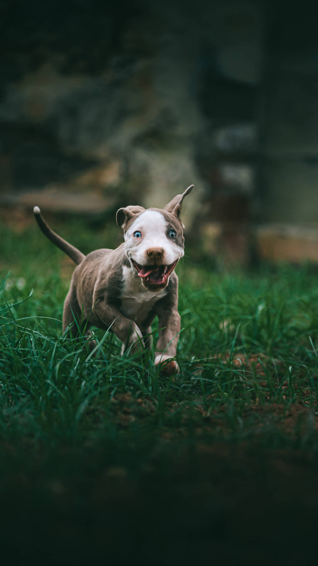 一隻快樂的比特犬幼犬在綠草中奔跑，藍眼睛。
