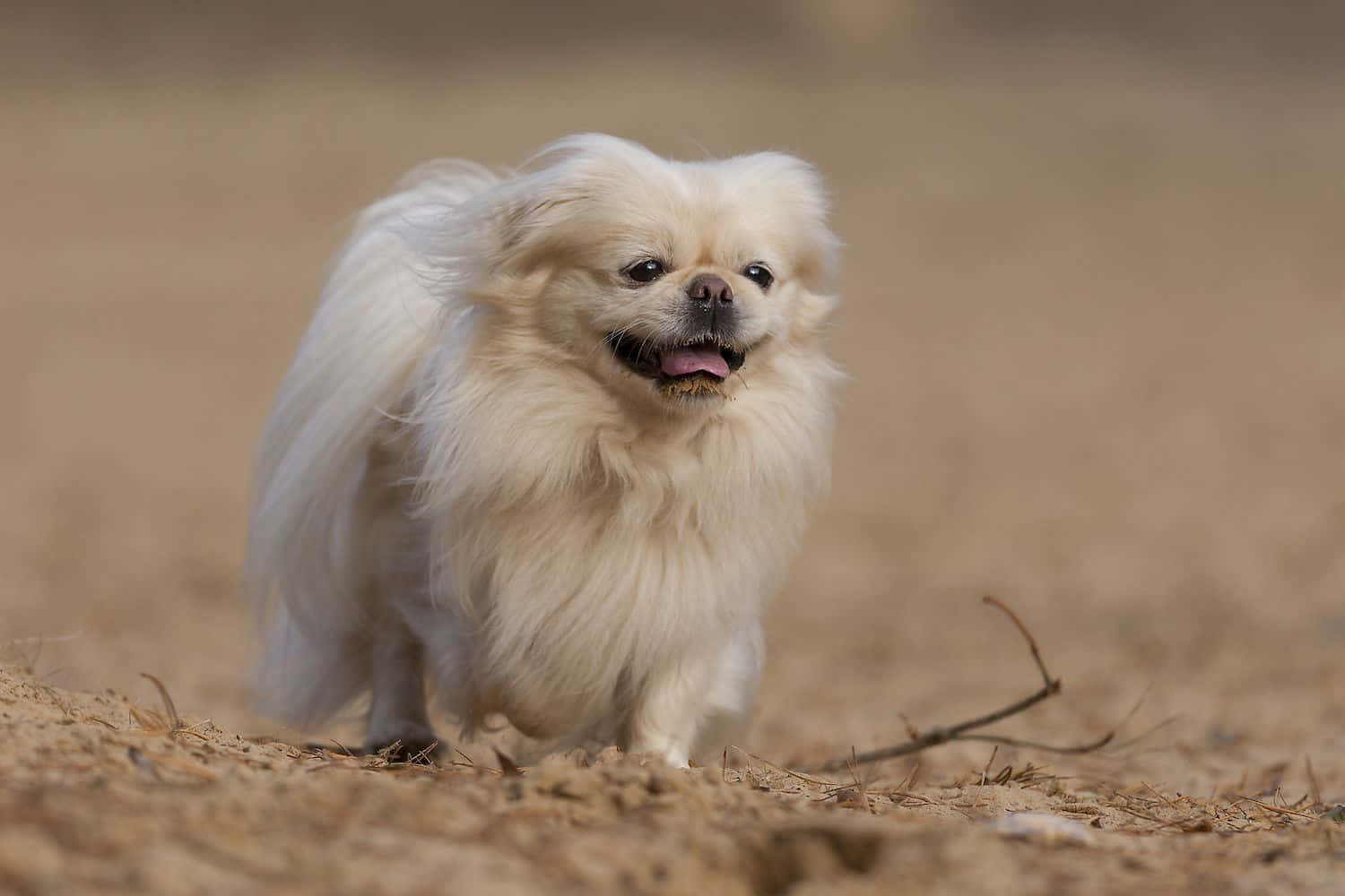 活潑的京巴幼犬 壁紙 — 一隻毛茸茸的白色北京犬在乾燥的土地上警覺地站立，背景柔和模糊。