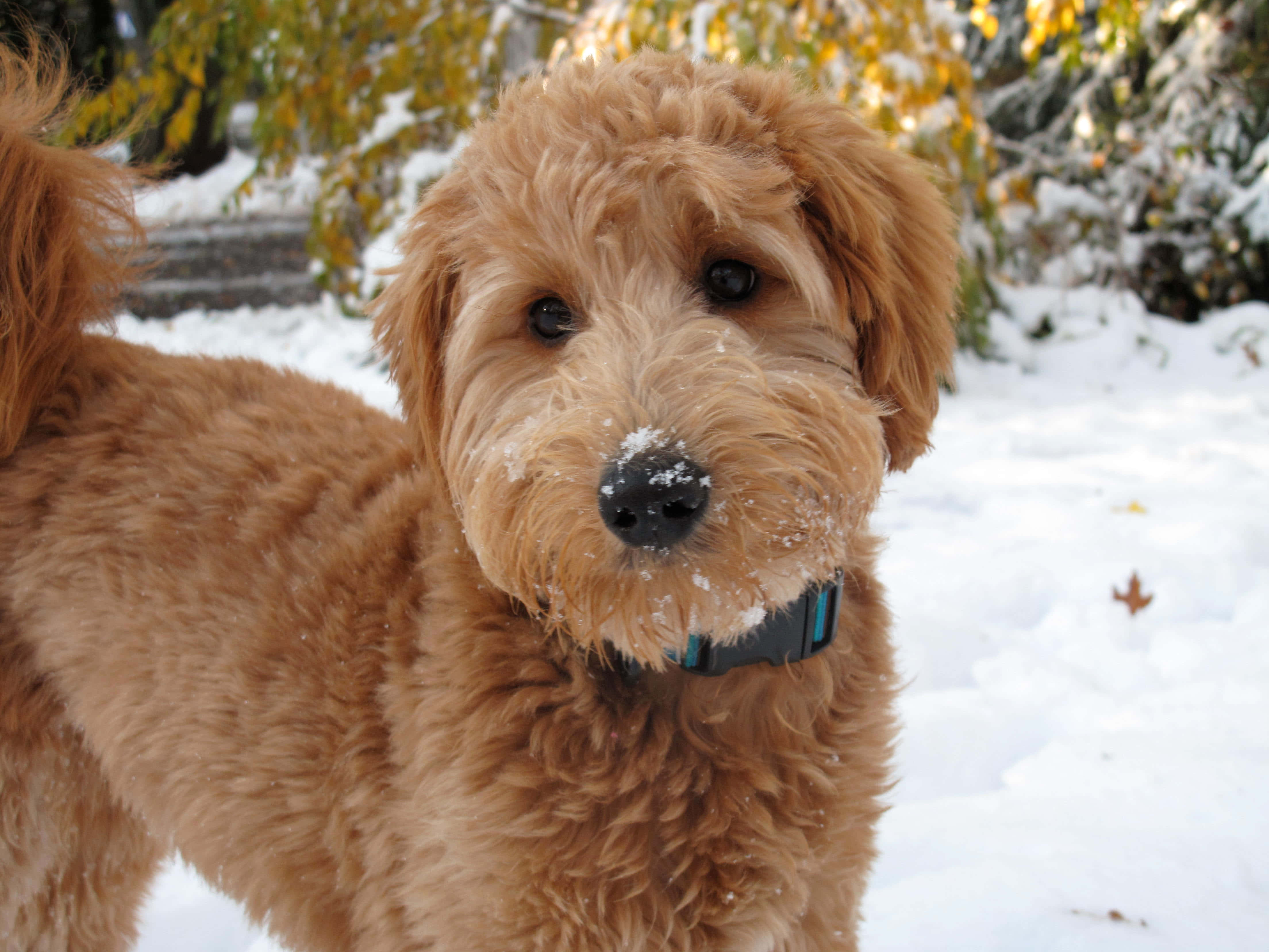 活潑的金毛oodle幼犬 壁紙 — 一隻毛茸茸的金色狗，鼻子上有雪，站在雪地庭院中，背後的樹上掛著秋葉。