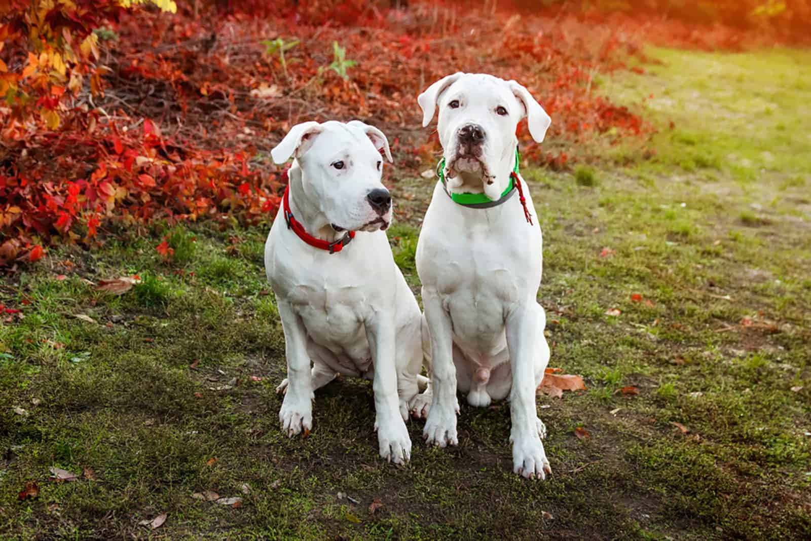 活潑的阿根廷杜高犬幼犬 壁紙 — 兩隻垂耳白狗警覺地坐在草地上，旁邊是一堆火紅的秋葉。