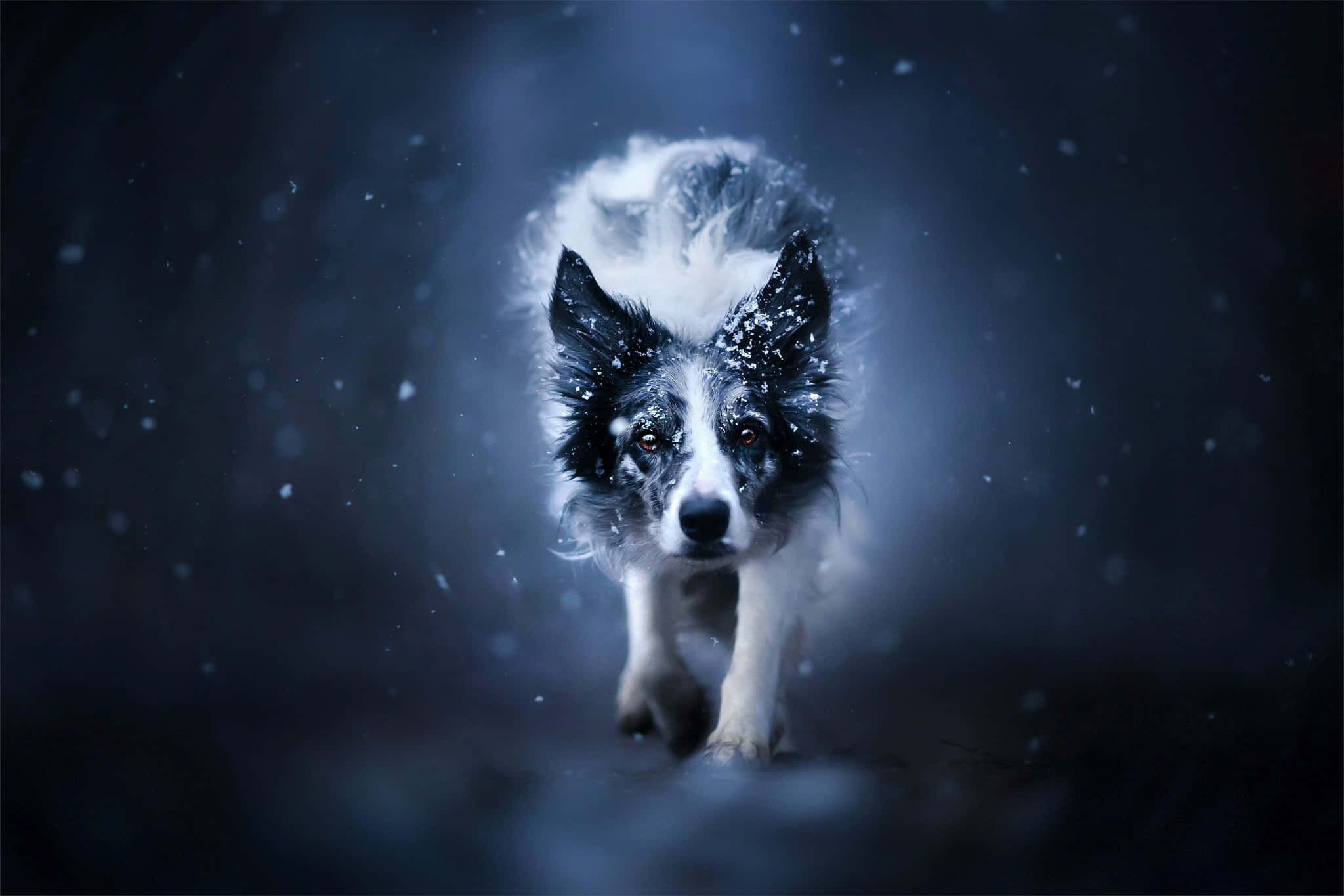 活潑邊境牧羊犬幼犬 壁紙 — 一隻毛上沾有雪花的邊境牧羊犬，在黑暗的雪景中，眼睛發光，向鏡頭跑來。