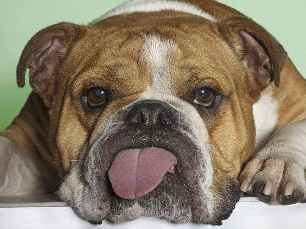 活潑鬥牛犬特寫 壁紙 — 一隻啡白色鬥牛犬伸出舌頭，喺淺綠色背景前嘅白色表面上休息嘅特寫。