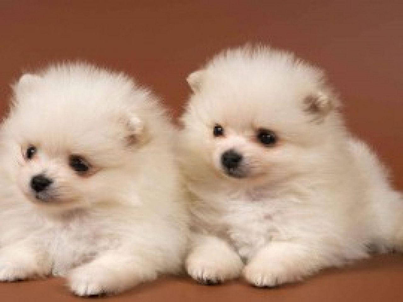 活潑魅力：可愛幼犬享受美好時光 壁紙 — 兩隻毛茸茸的白色博美犬幼崽，深色眼睛，並排坐在溫暖的棕色背景上。