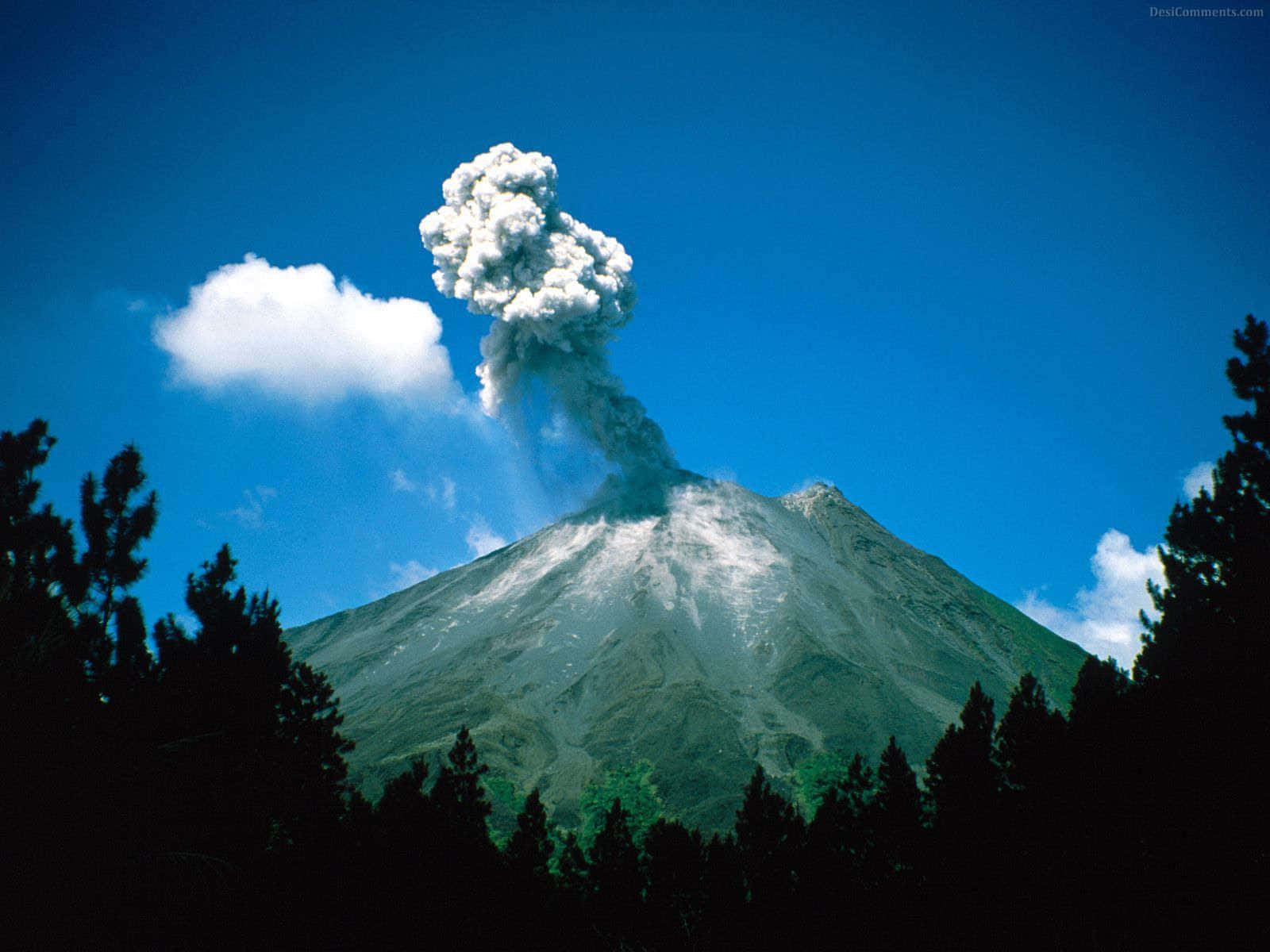 活火山的迷人景象 壁紙 — 一座雄偉的火山爆發，噴出高聳的火山灰柱，映襯著由深色松樹框住的鮮豔藍天。
