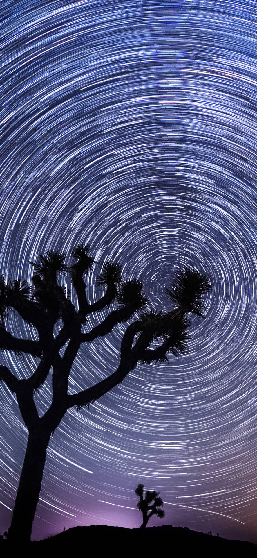 沙漠夜空中，約書亞樹剪影在旋轉星軌下。