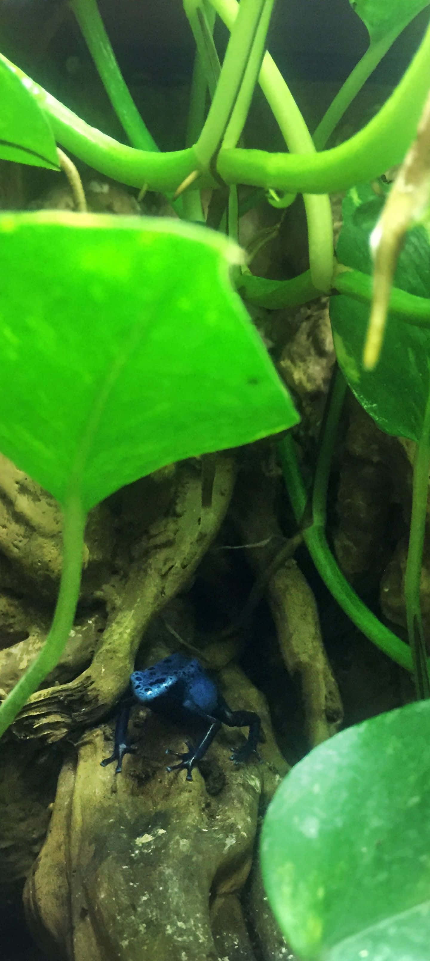 流線型閃亮的金屬藍跑車 壁紙 — 一隻鮮藍色毒箭蛙棲息在潮濕叢林環境中，在茂密綠色樹葉下的苔蘚樹皮上。
