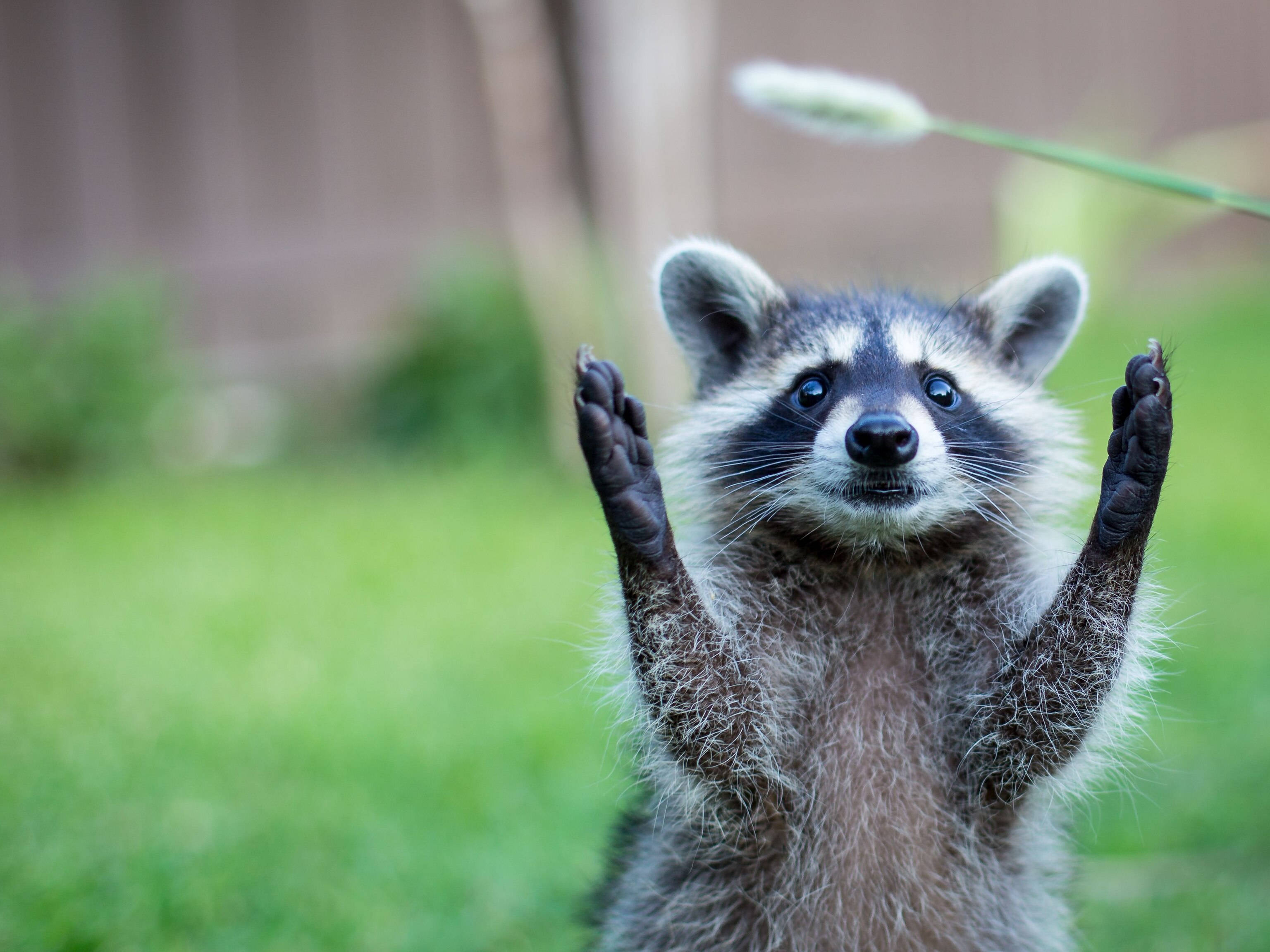 浣熊動物毛皮 壁紙 — 一隻好奇嘅小浣熊企喺草地上，舉起前爪好似向相機揮手咁。