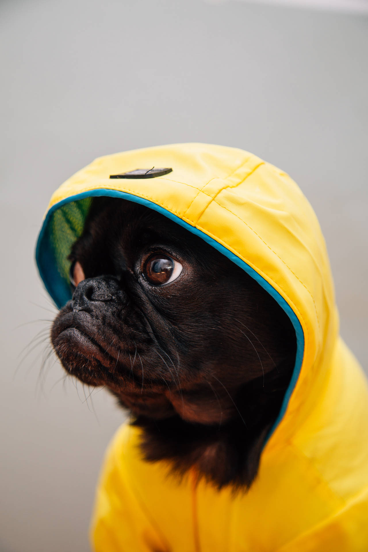 黑色八哥犬穿黃色雨衣向上看，大眼睛
