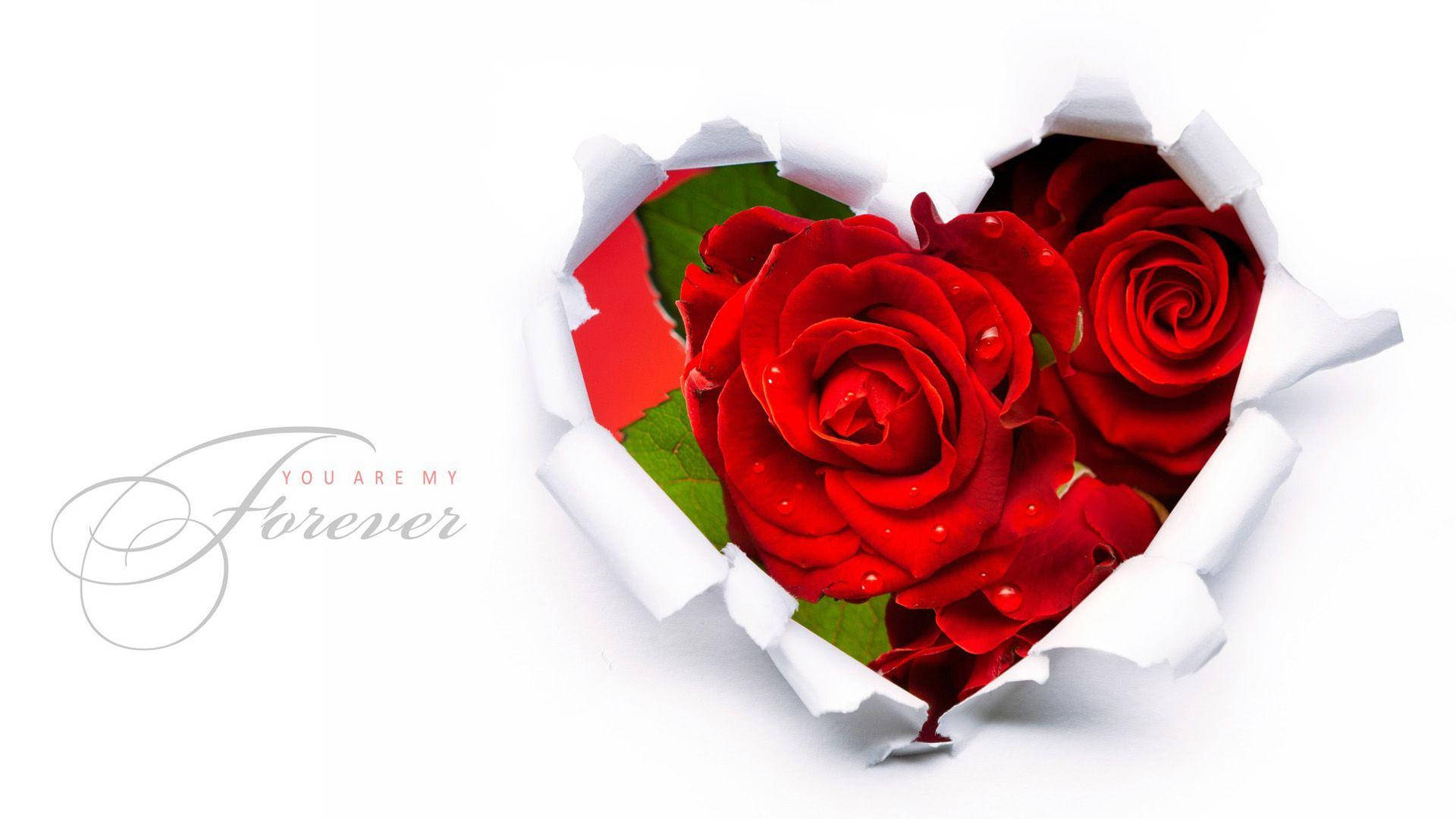心形紙張撕口露出紅玫瑰和綠葉，並帶有「You Are My Forever」文字。