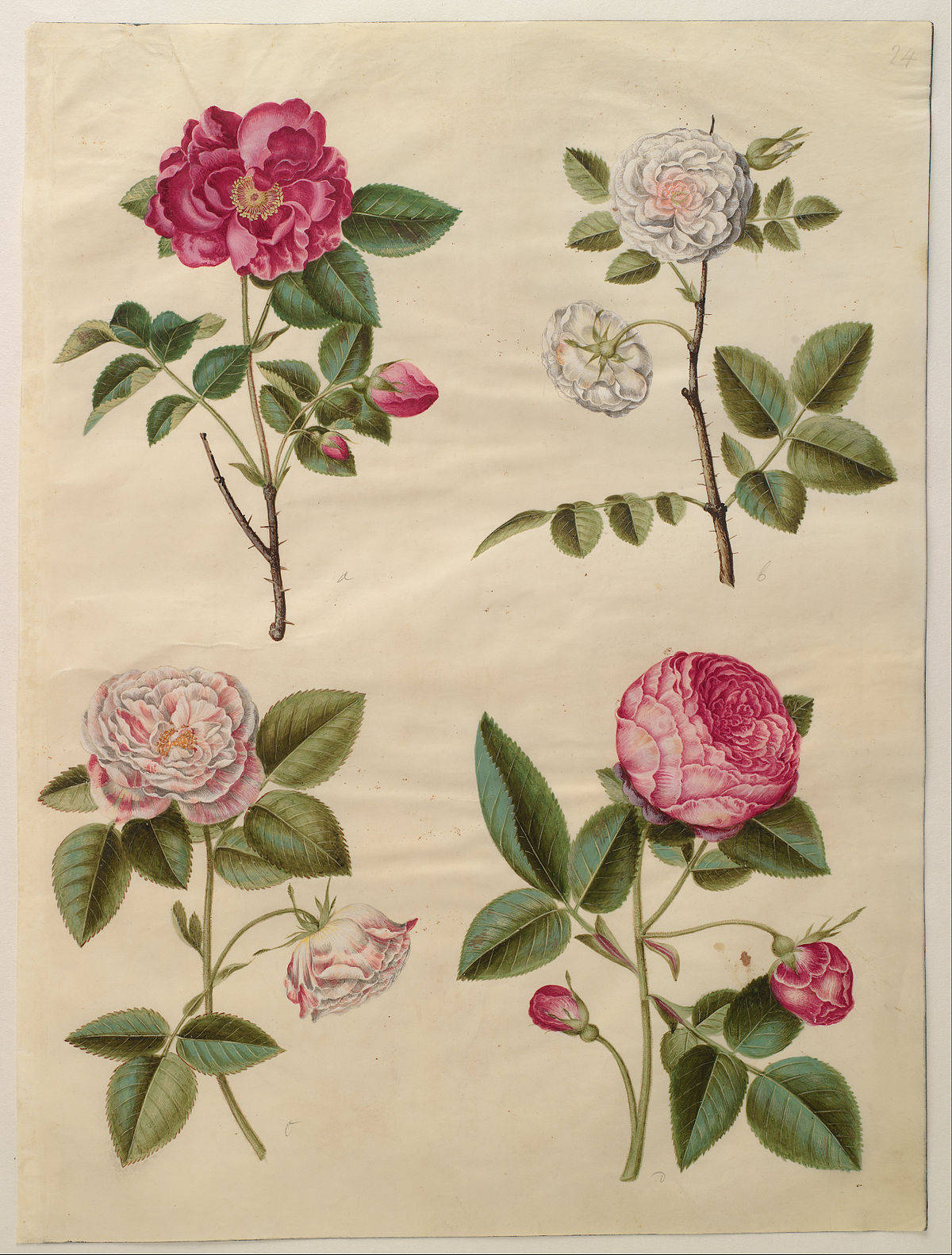 四幅插圖玫瑰標本，展示開花同花蕾階段，畫喺奶油色紙上。