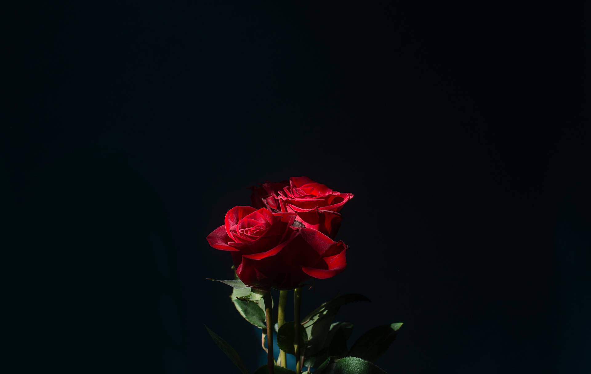 兩朵紅玫瑰在黑暗中散發柔和光芒。
