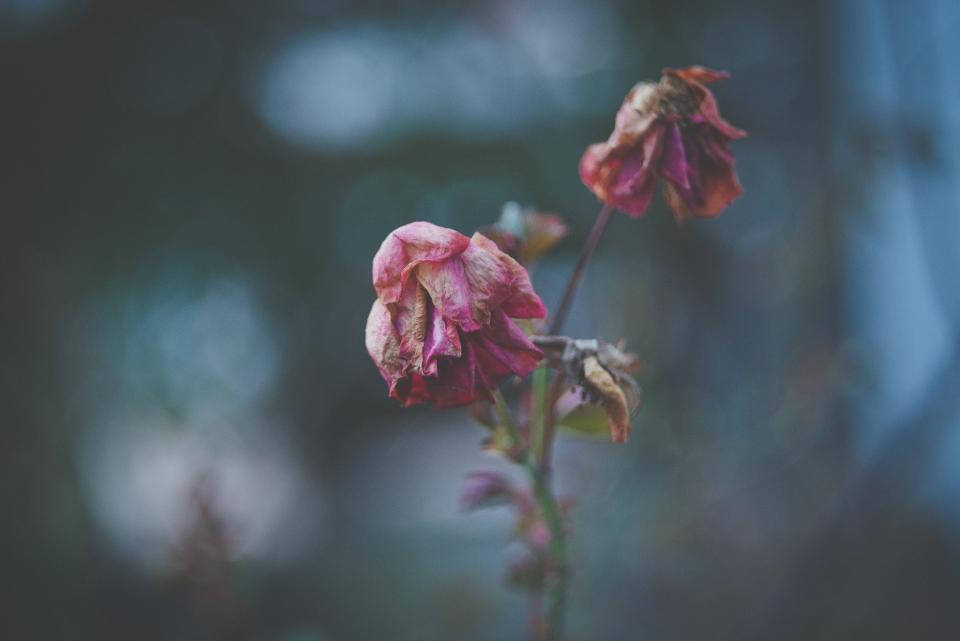 兩朵褪色的粉紅玫瑰垂在莖上，背景模糊。
