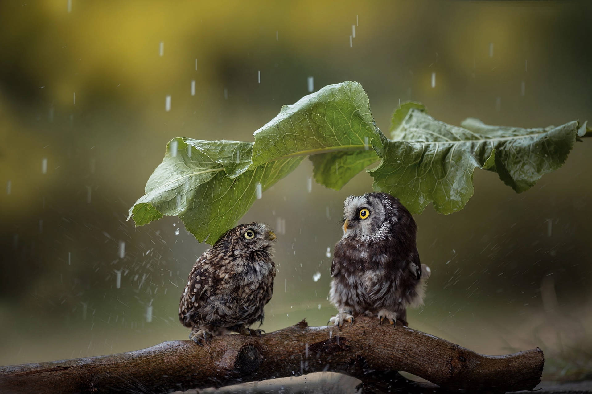 兩隻小貓頭鷹在陣雨中躲在葉子下避雨。