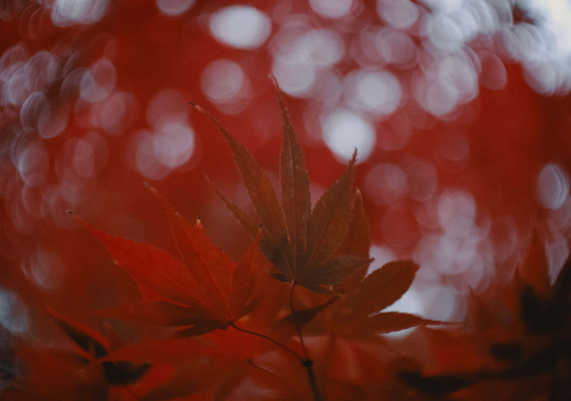 鮮紅楓葉配柔和發光散景背景