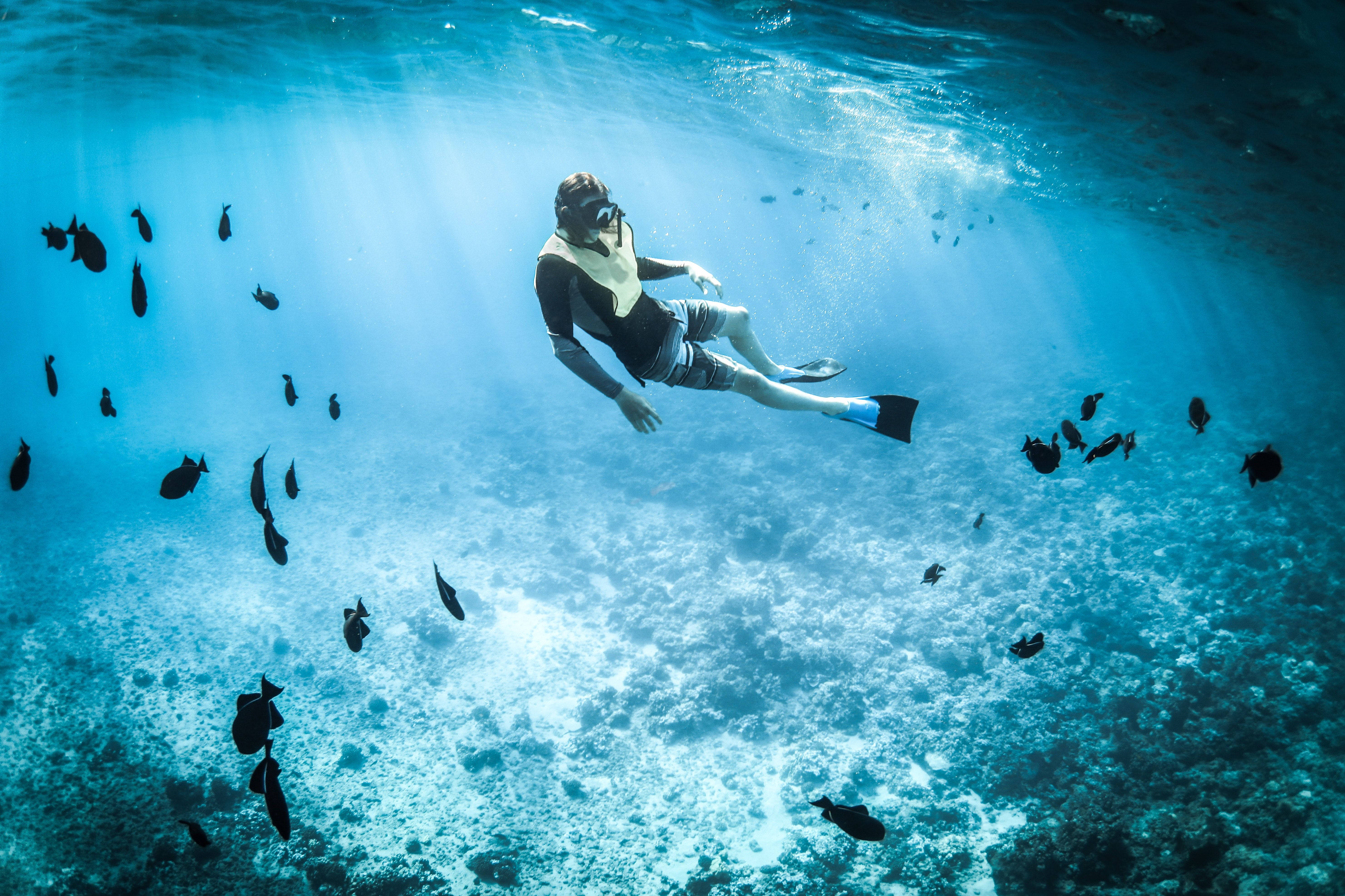 浮潛黑魚群 壁紙 — 一名浮潛者在清澈碧綠的海水上，於佈滿深色魚群的珊瑚礁上方平靜地滑行。