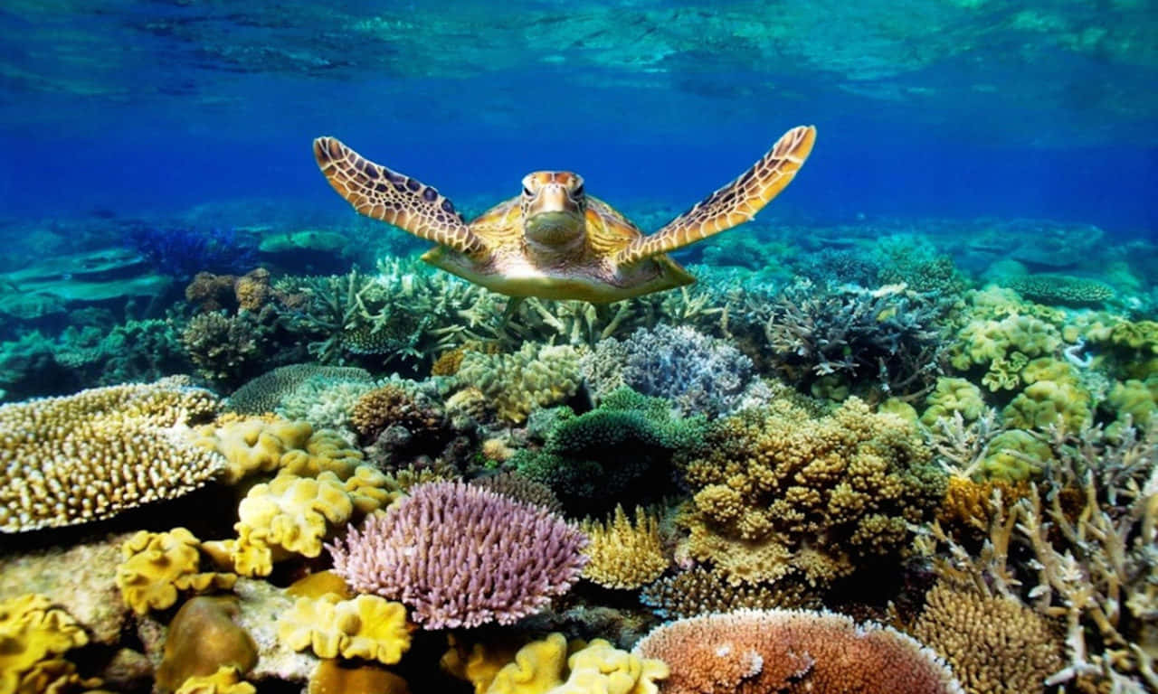 海中悠游的海龜圖 壁紙 — 一隻海龜在清澈湛藍的海水下，優雅地滑過充滿色彩繽紛海洋生物的 vibrant 珊瑚礁。