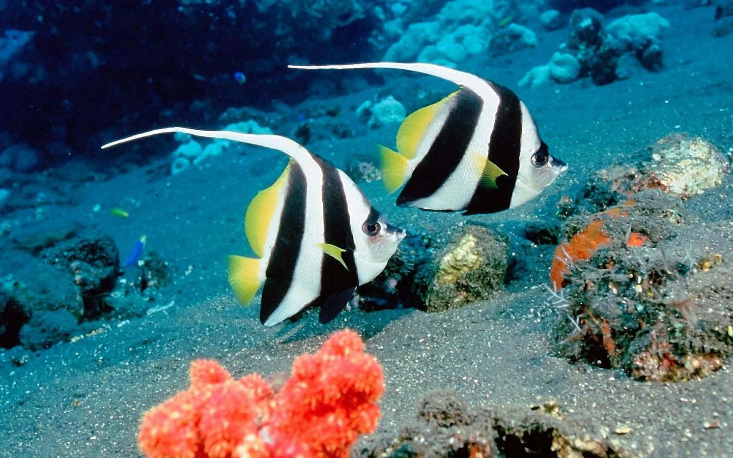 兩條神仙魚在海床的珊瑚和岩石附近滑行。