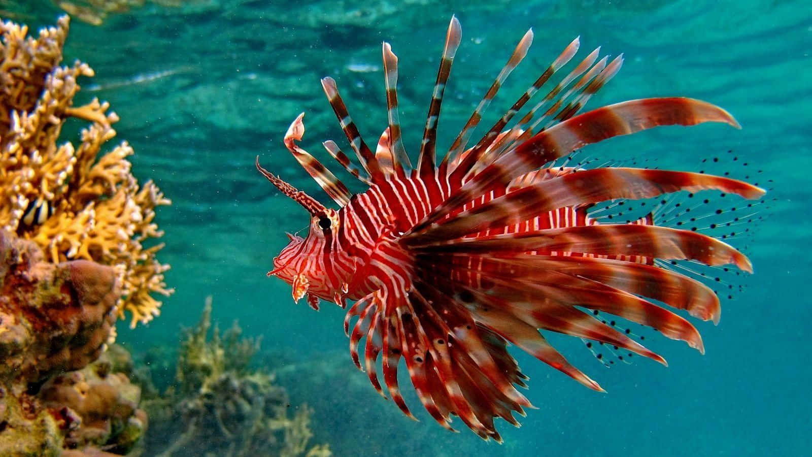 一條紅白獅子魚在碧綠海水中靠近珊瑚游泳。