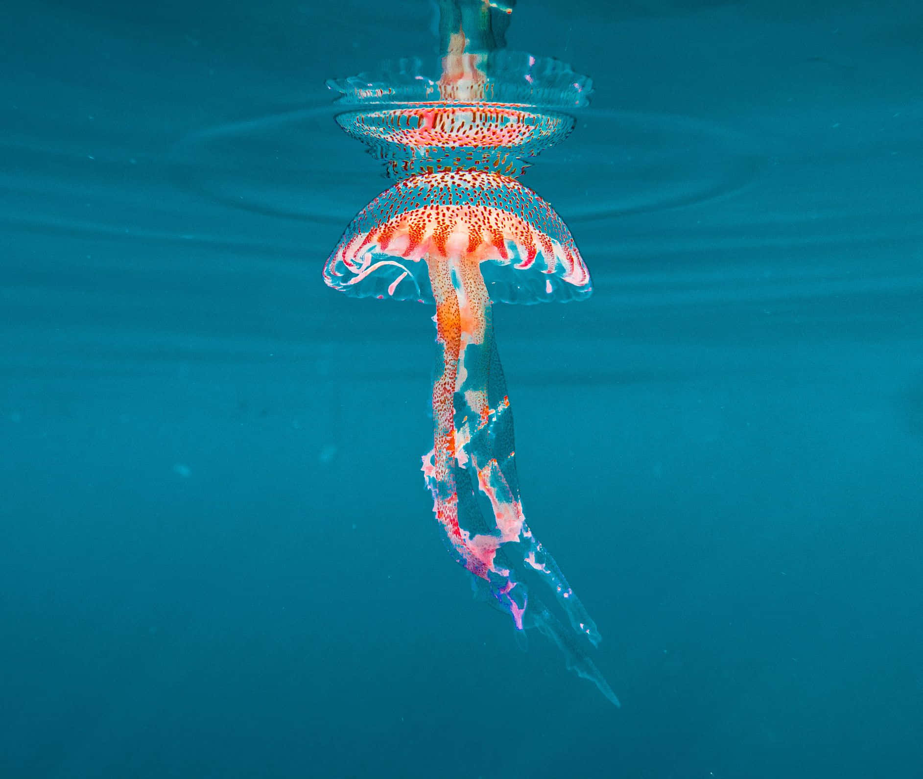 半透明水母帶橙色粉紅斑點漂浮在藍色海水 — 水母 GIF 壁紙
