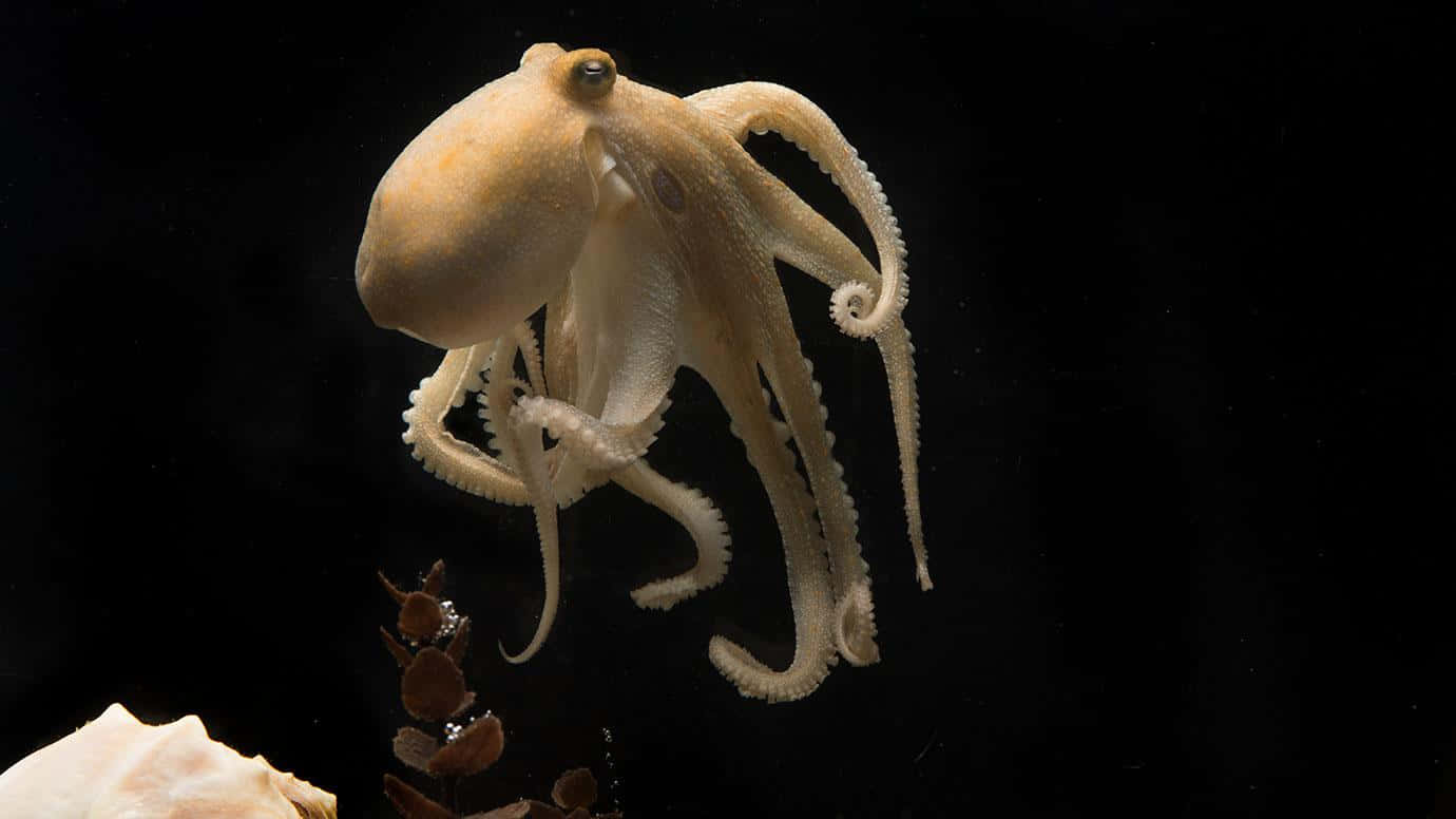 蒼白章魚在暗水中漂浮，靠近貝殼和海藻