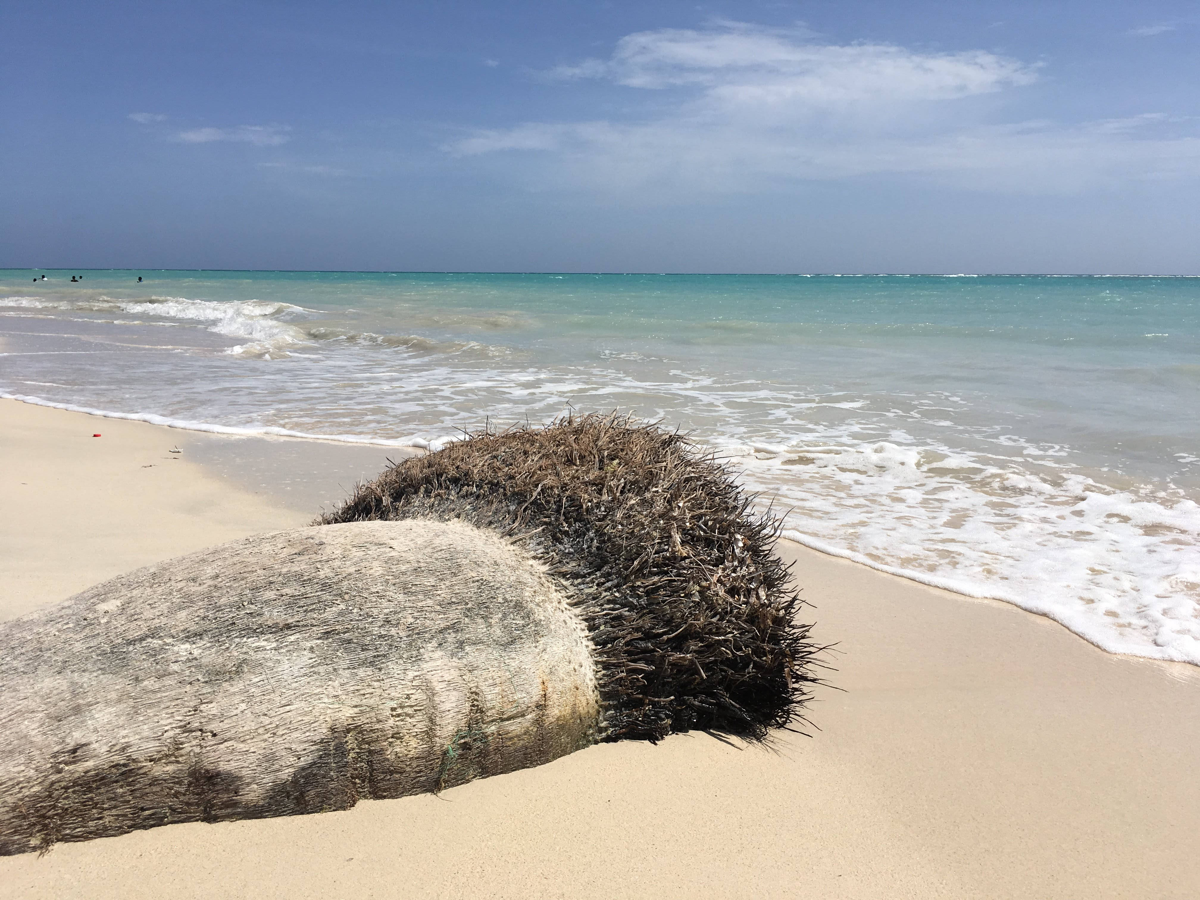 海地椰子樹 壁紙 — 一條風化的棕櫚樹幹帶有乾枯的葉子躺在金色的沙灘上，溫和的海浪在晴朗的藍天下拍打著。