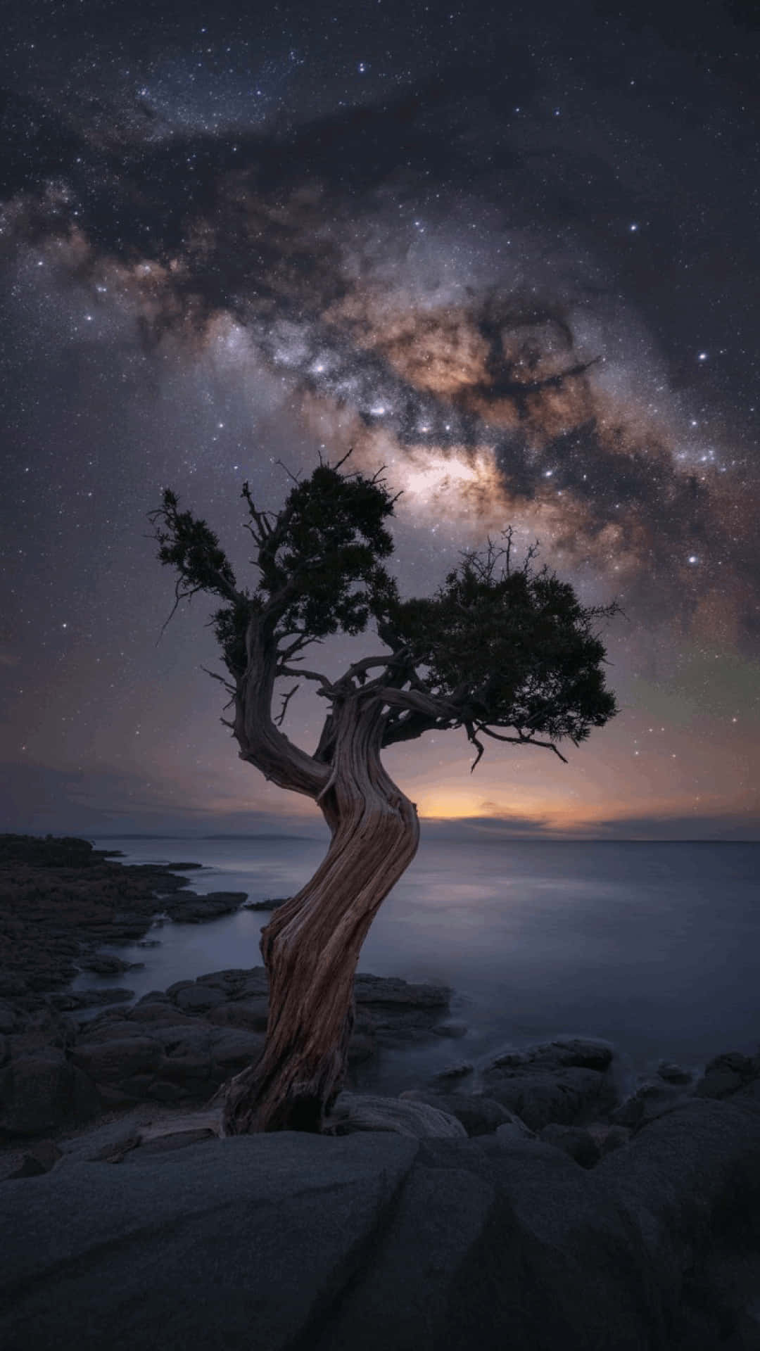 岩石海岸上一棵扭曲的樹，在星空下可見銀河