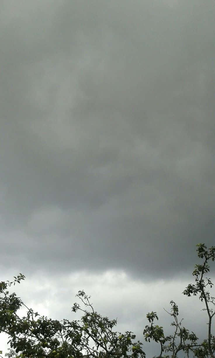 海岸灣畔的壯麗日落 壁紙 — 黑暗的暴風雨雲沉重地籠罩在鬱鬱蔥蔥的綠樹頂端，天空陰沉。