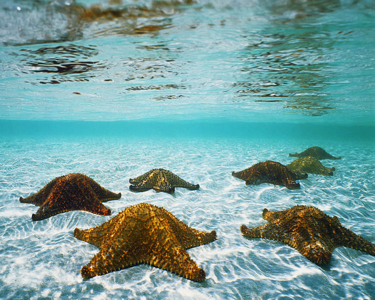海床上群星魚圖 壁紙 — 海星躺在沙質海床上，上方有波光粼粼的碧綠海水的水底視圖。