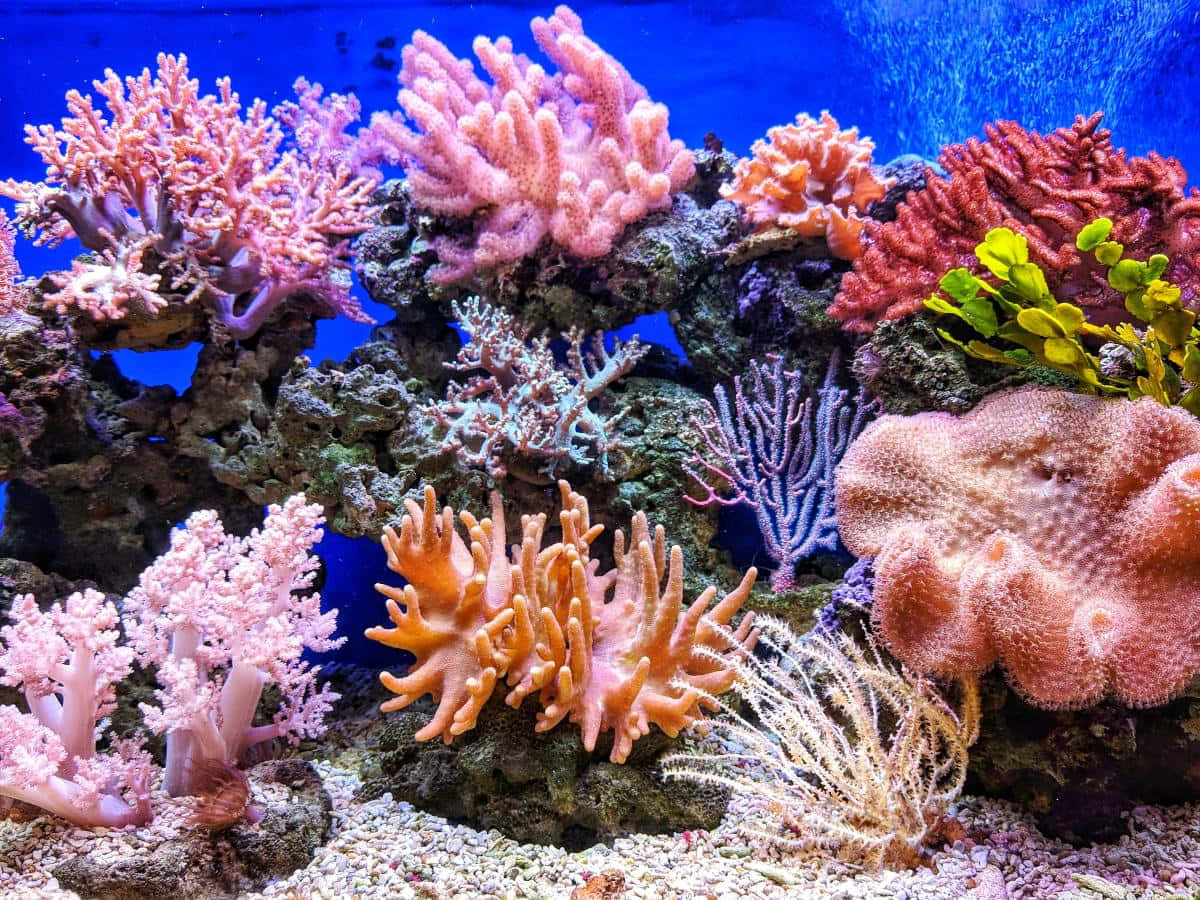 海底天堂 壁紙 — 鮮豔的粉紅色、橙色和紅色珊瑚群落在生動的藍色水族館環境中的岩石基質上茁壯成長。