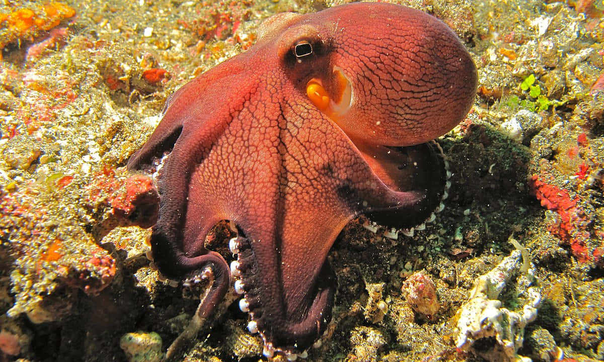 海底巨型八爪魚 壁紙