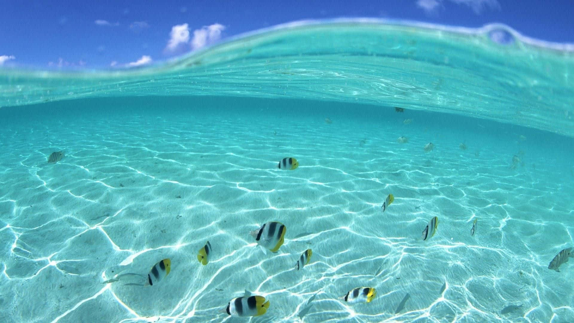 Aquatic 桌布 壁紙 — 海底景觀，呈現藍綠色海洋、陽光圖案和色彩繽紛的魚群在沙底附近游動。
