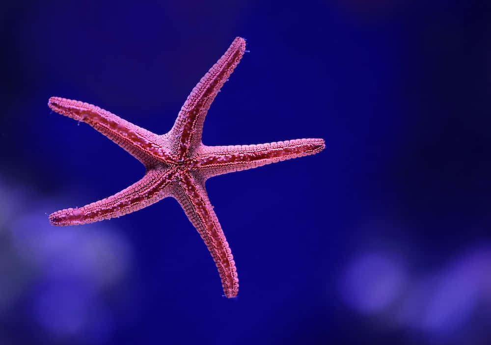 海底海星美學圖 壁紙 — 一隻鮮豔的粉紅色海星在深藍色水下背景中優雅地漂浮，伴隨著柔和模糊的光點。